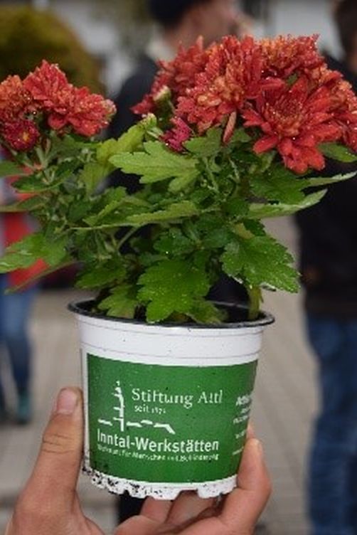 Bild 1 Stiftung Attl